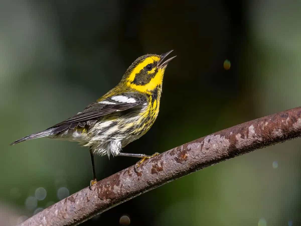 Il nome degli uccelli negli Stati Uniti non potrà più fare riferimento a persone