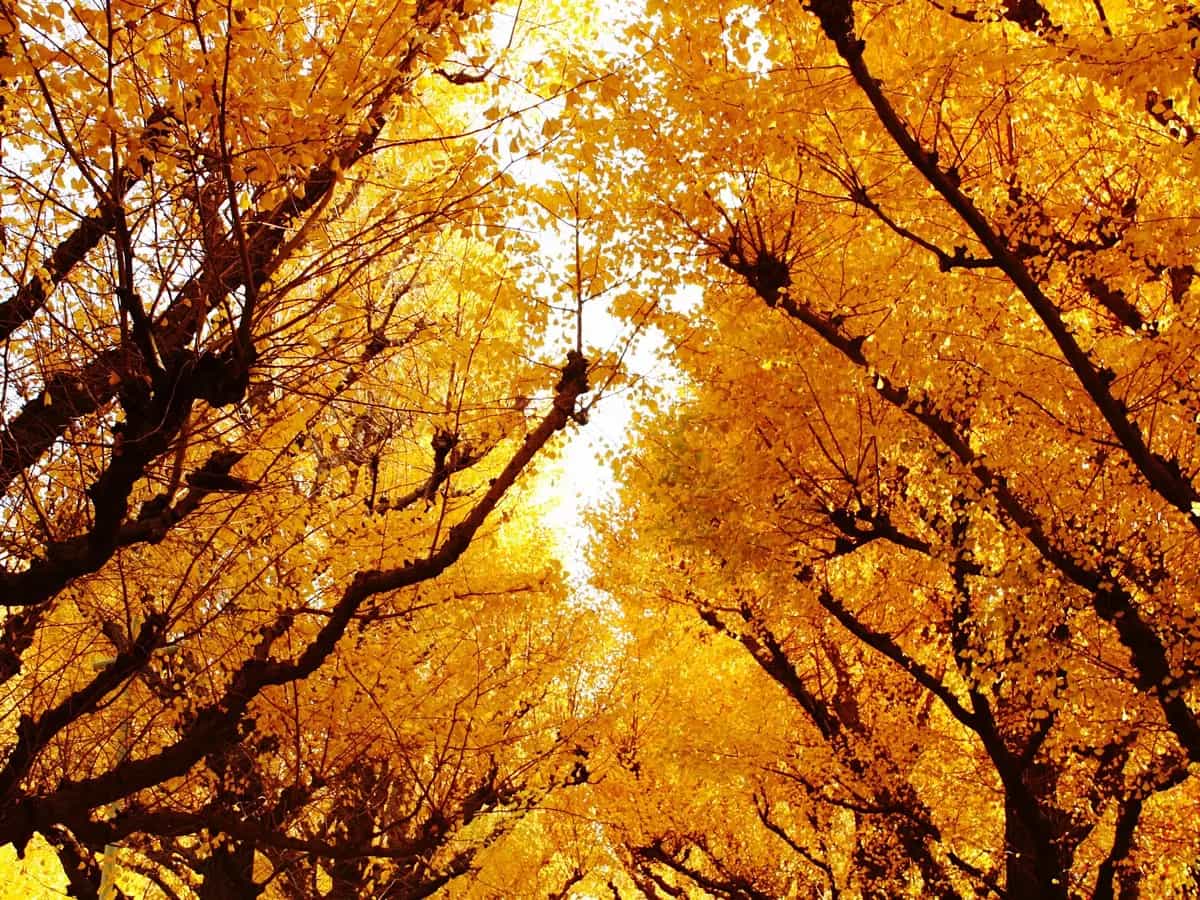 Albero di ginkgo, ecco come l’uomo lo ha salvato dall’estinzione
