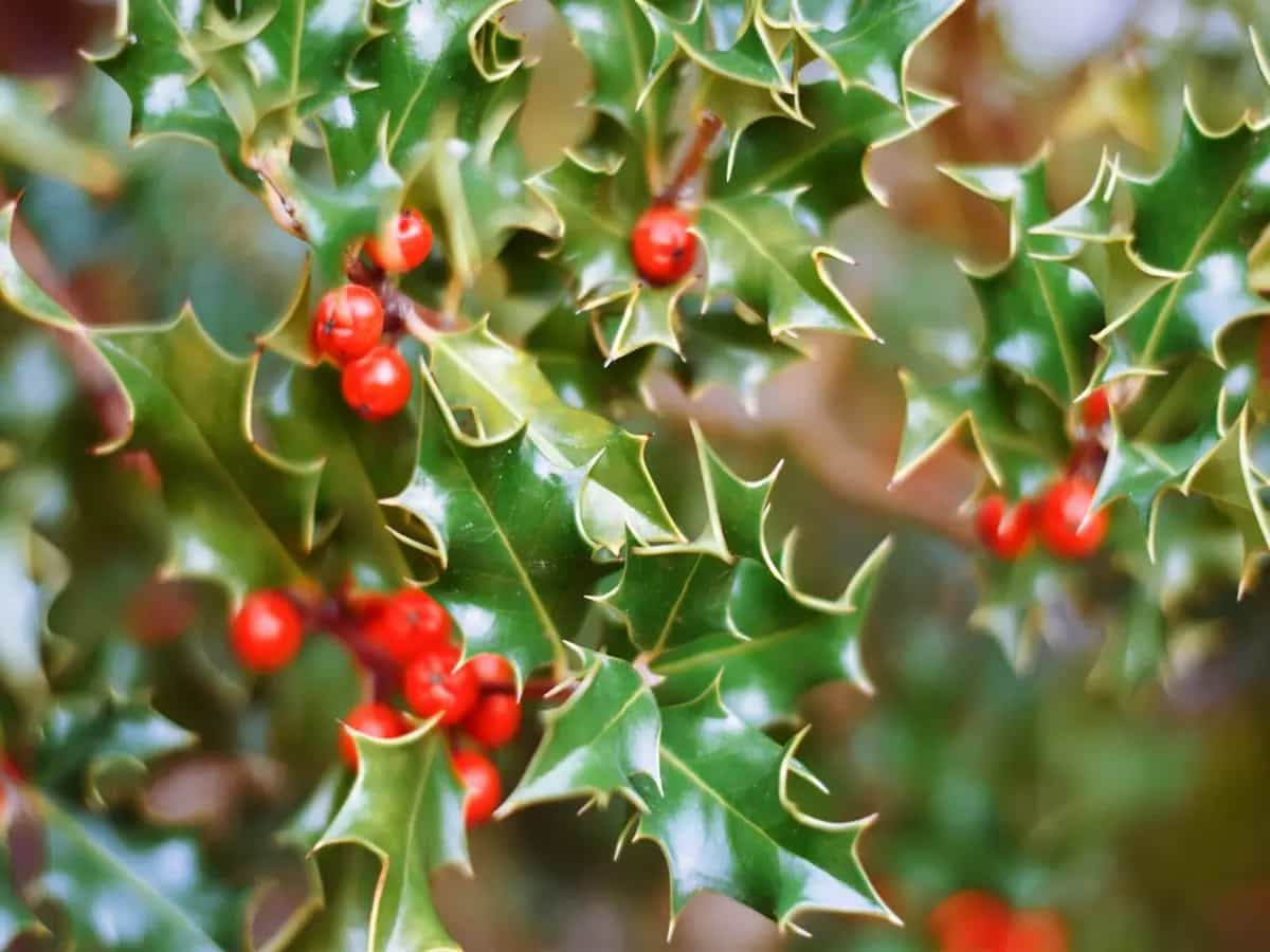 La storia dell’agrifoglio: dai Celti al Natale