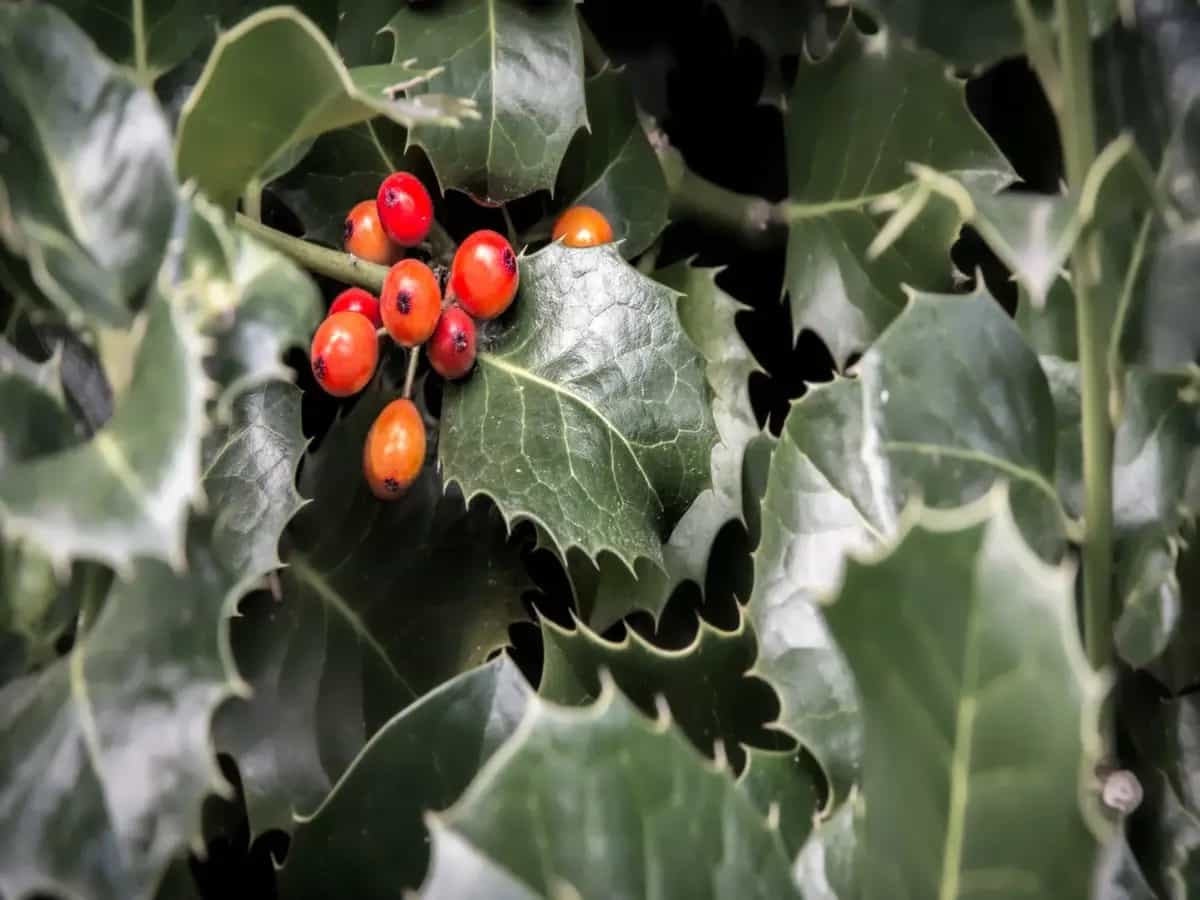 Come coltivare l’agrifoglio a casa