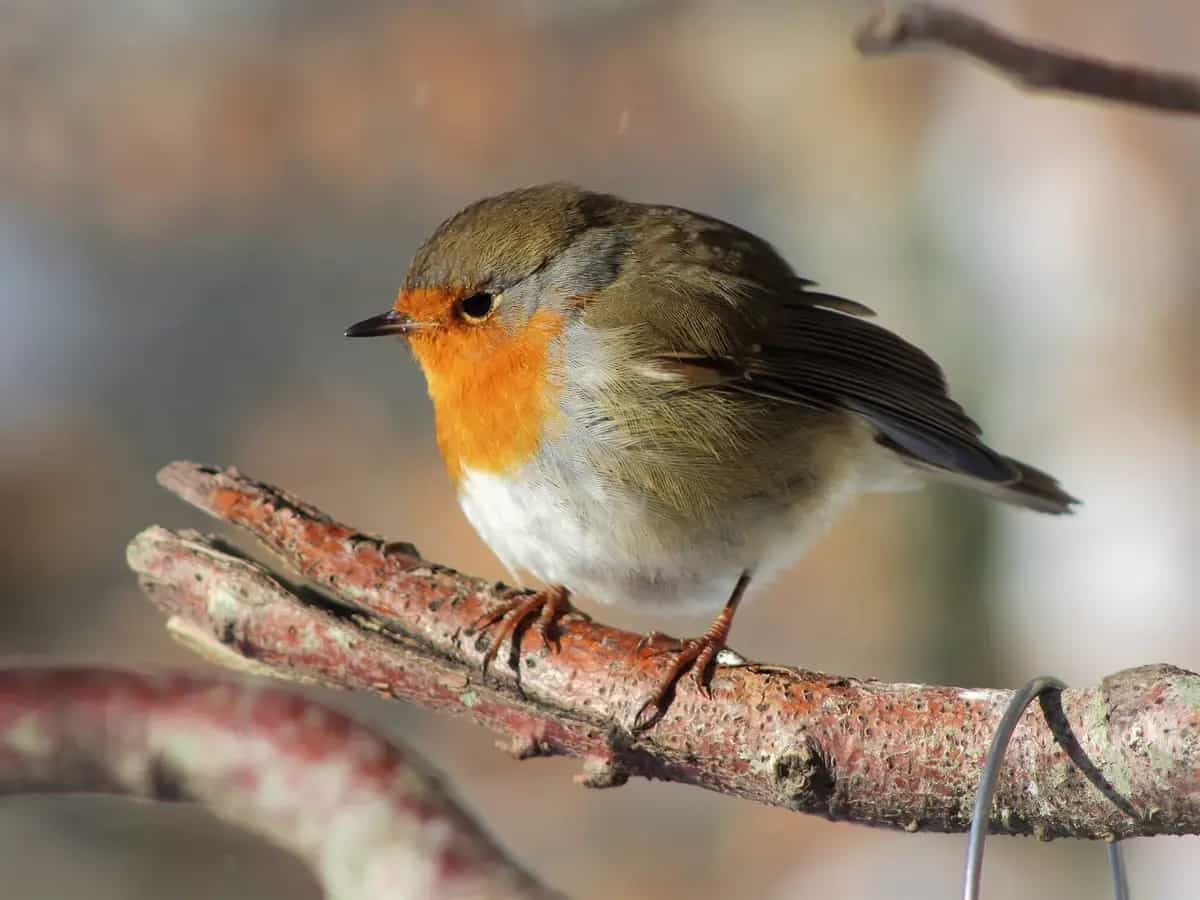 Pettirosso, la leggenda di Natale che vede protagonista questo uccello