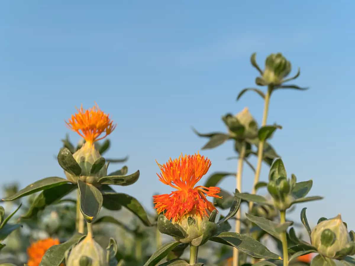 Olio di cartamo: cos'è e quali sono i suoi utilizzi