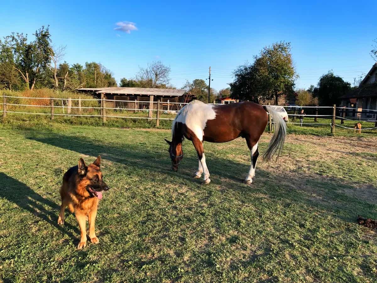 Il cane e il cavallo sono in sintonia durante il gioco
