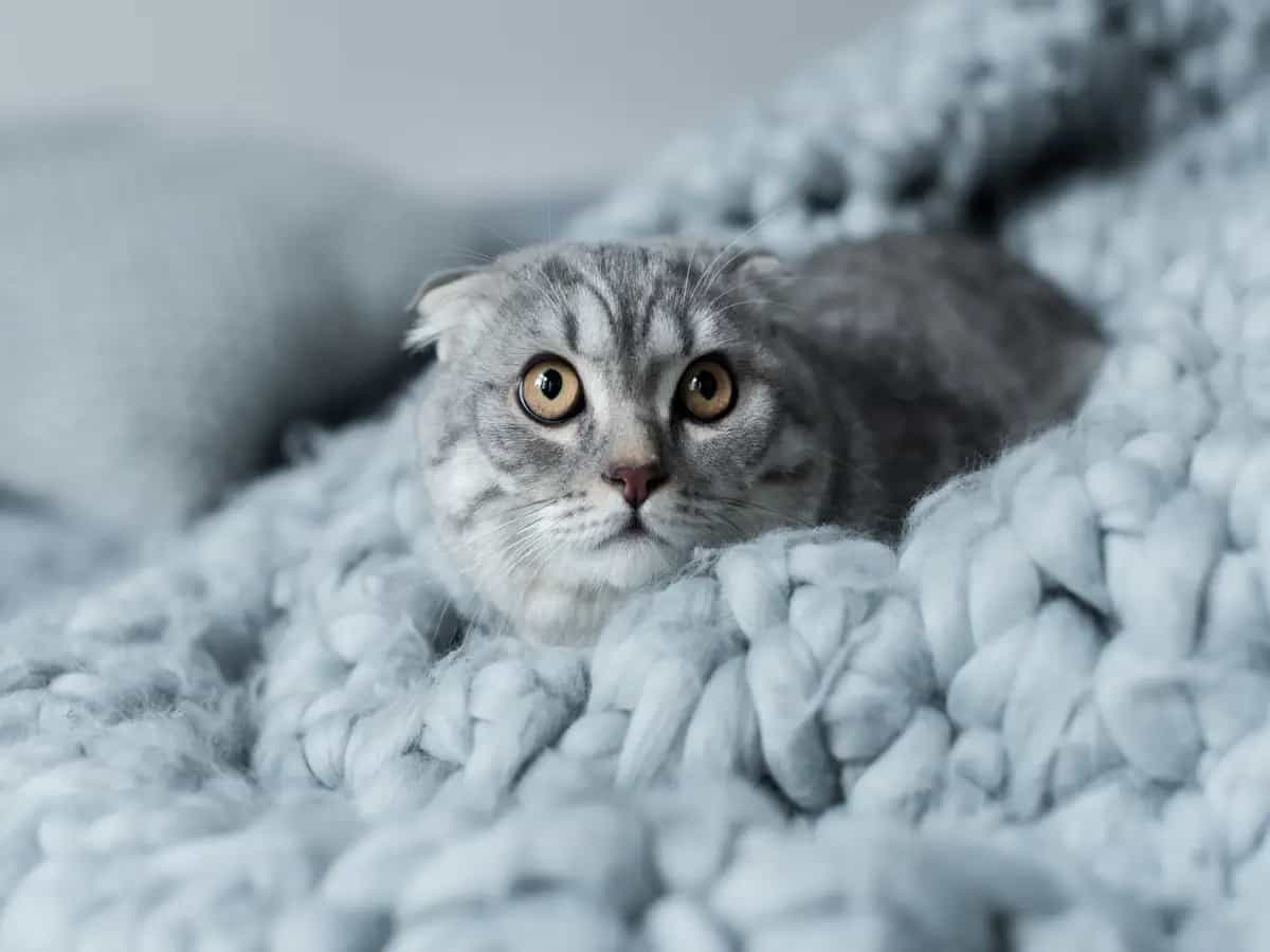 Botti di Capodanno, cosa fare per tranquillizzare il gatto spaventato