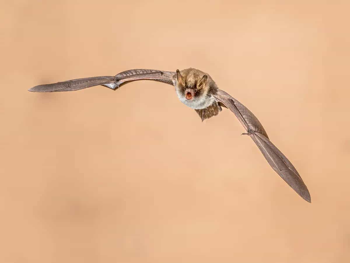 Commercio di pipistrelli: una pratica pericolosa secondo gli esperti