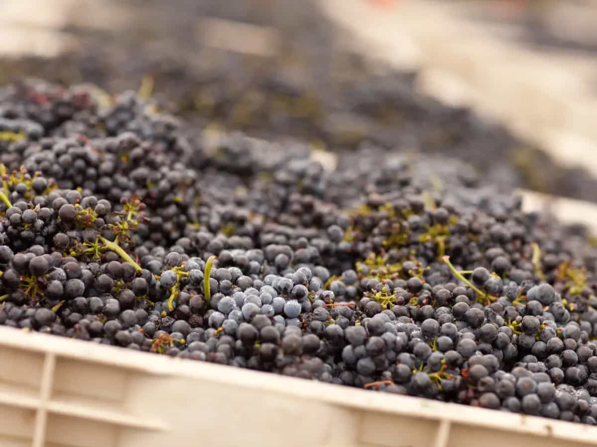 come smaltire fecce vino