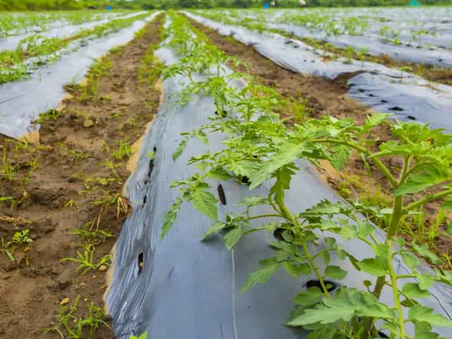 Bioplastiche:plastica Biodegradabile, Biobased, Compostabile - Foto 5