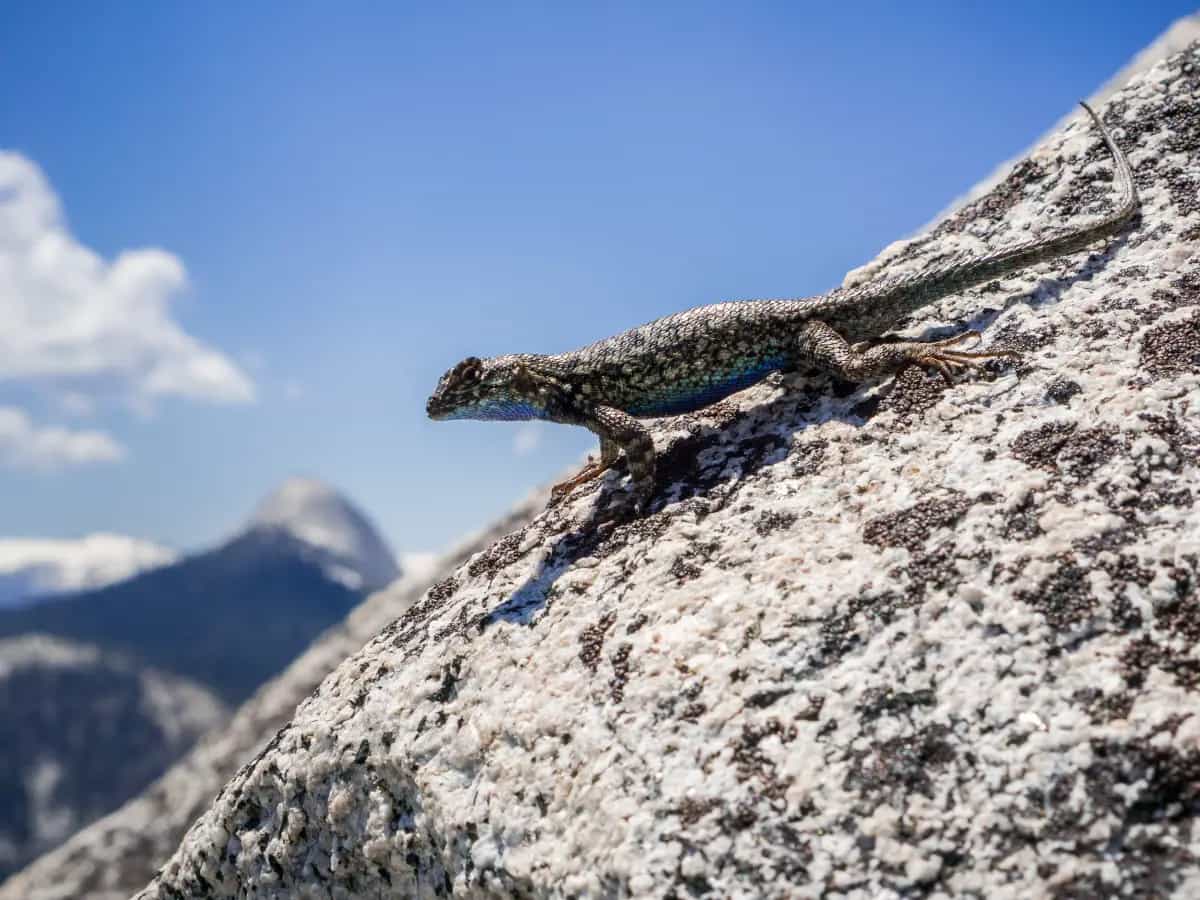 Lucertola spinosa, una nuova specie