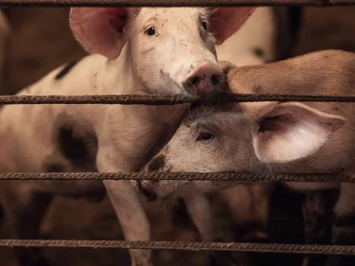 California, la legge sul benessere degli animali pienamente in vigore
