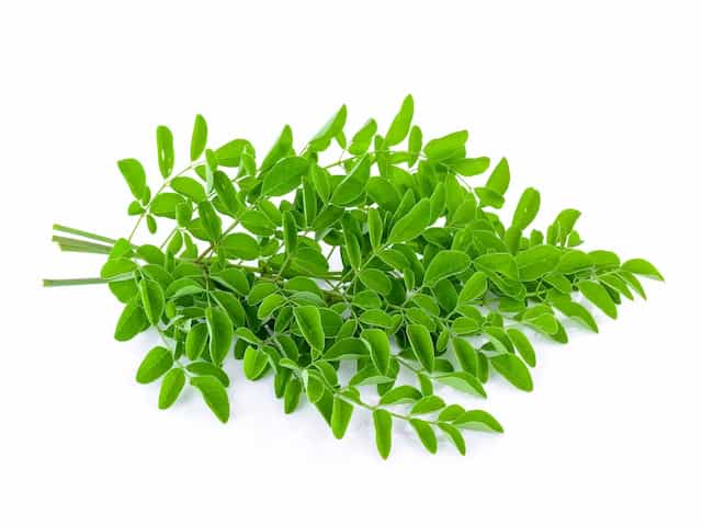 Moringa oleifera, proprietà e benefici