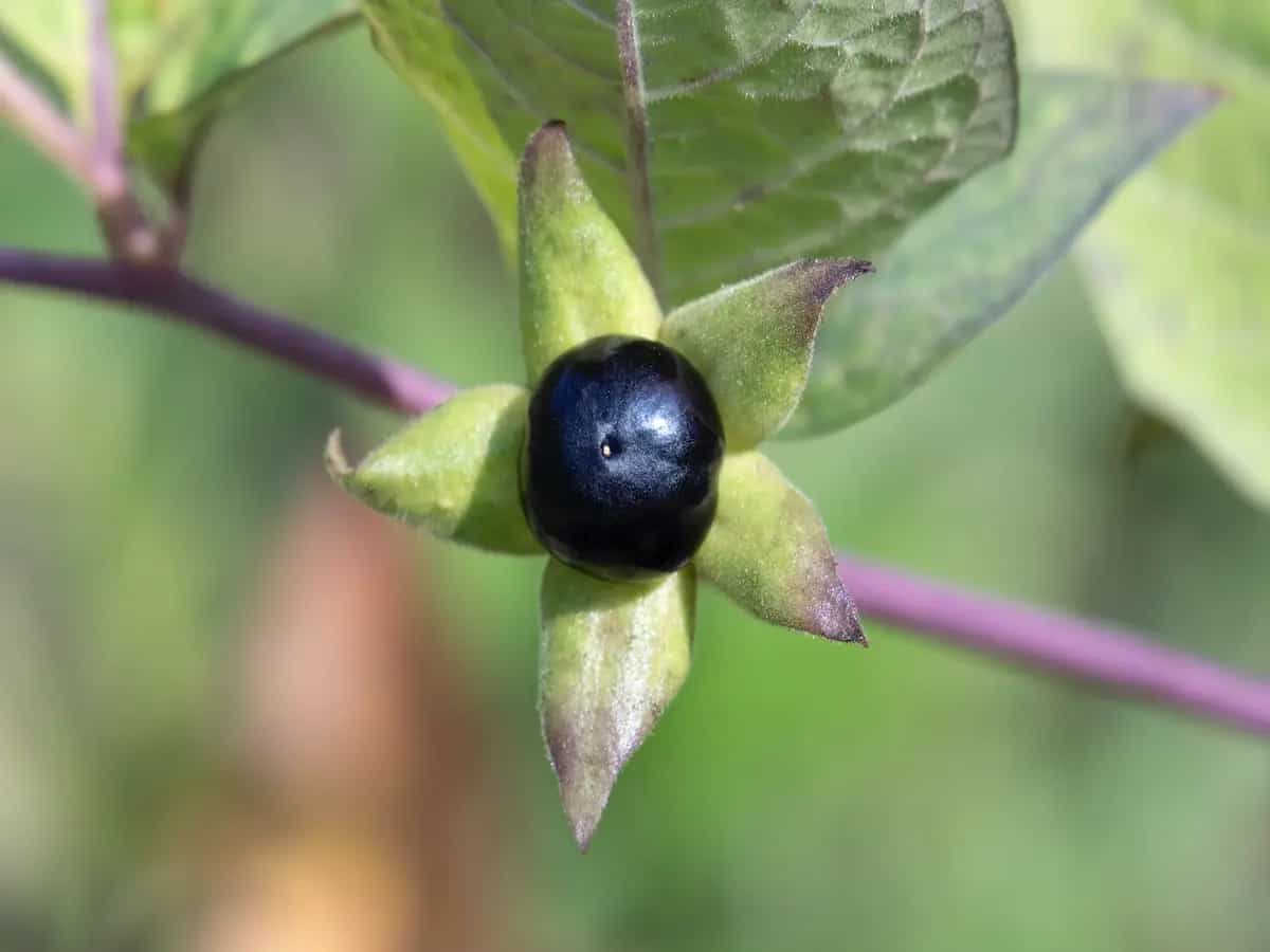 Belladonna, proprietà e utilizzi