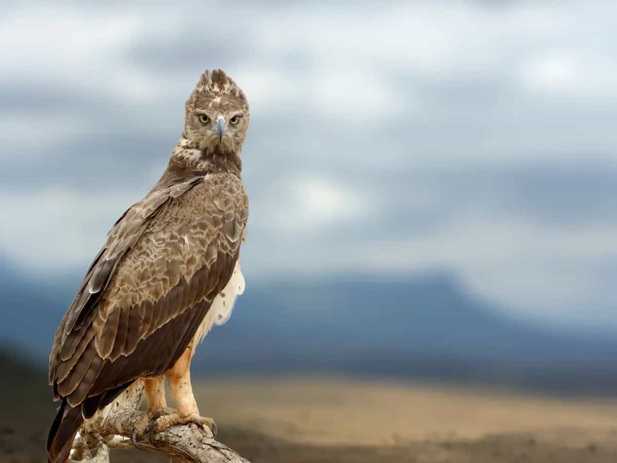 Rapaci in Africa, un pericoloso declino