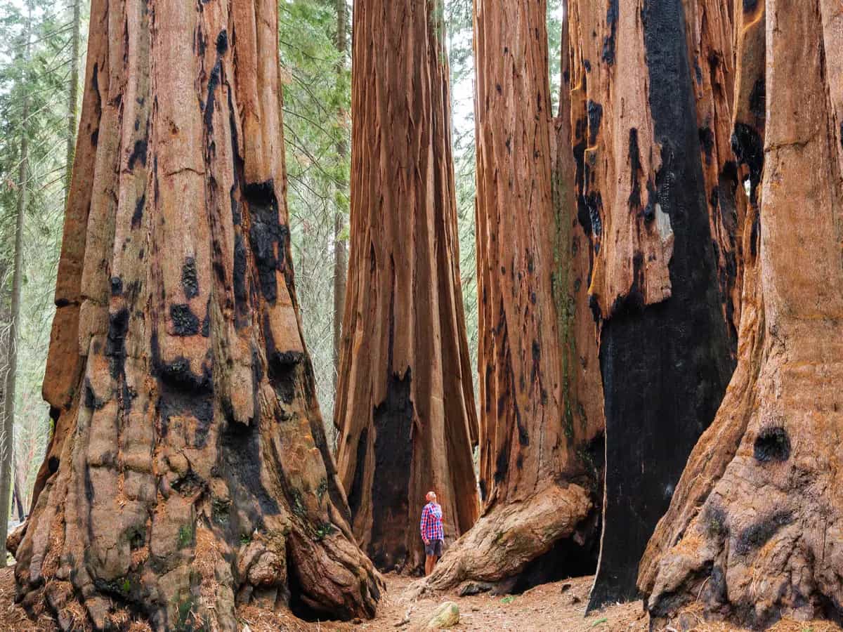 Generale Sherman: il più grande albero al mondo