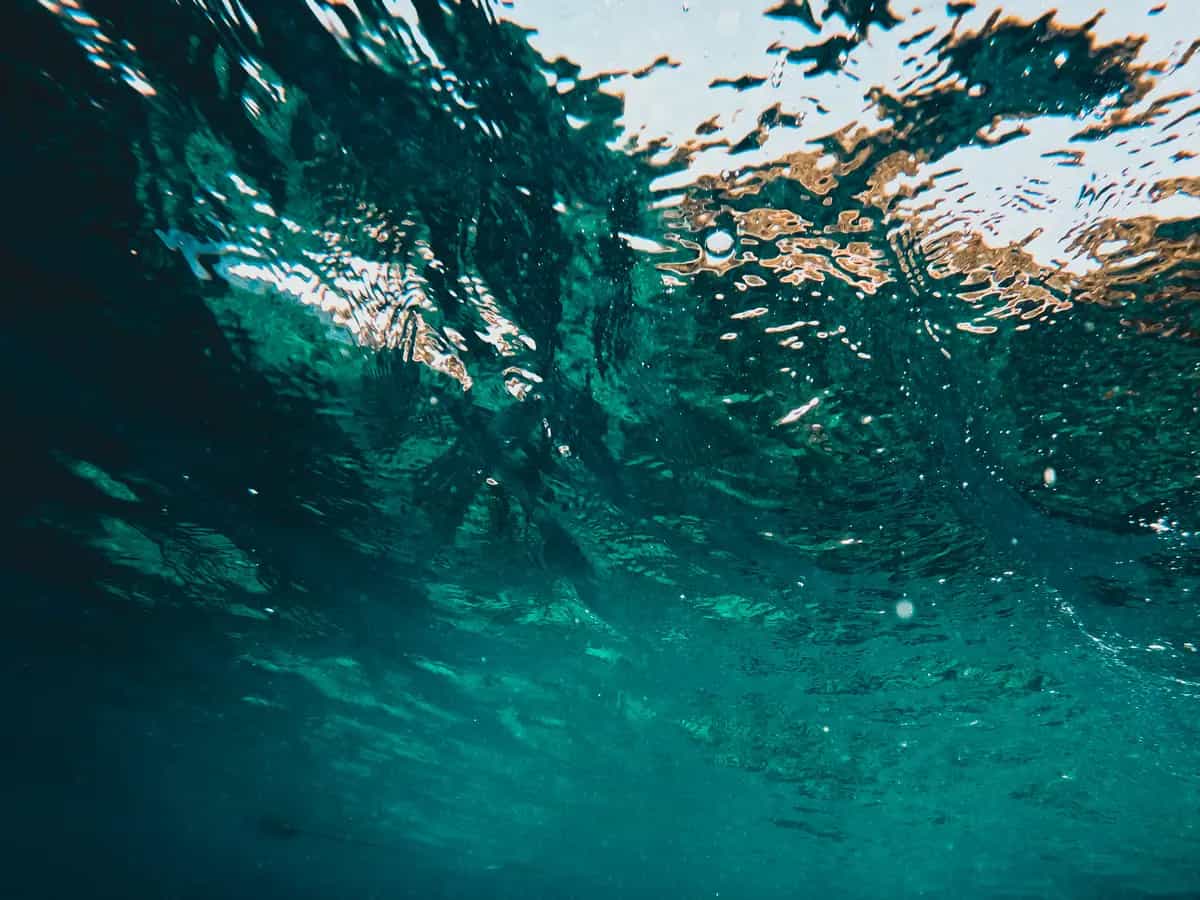 Uno studio sulle spugne lancia l’allarme sul riscaldamento globale