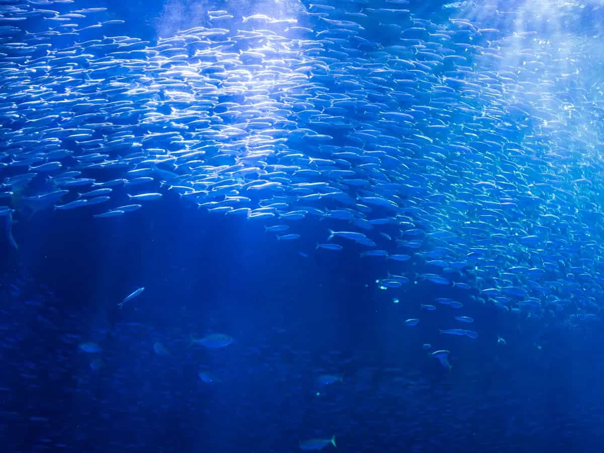 FAD per la pesca: cosa sono
