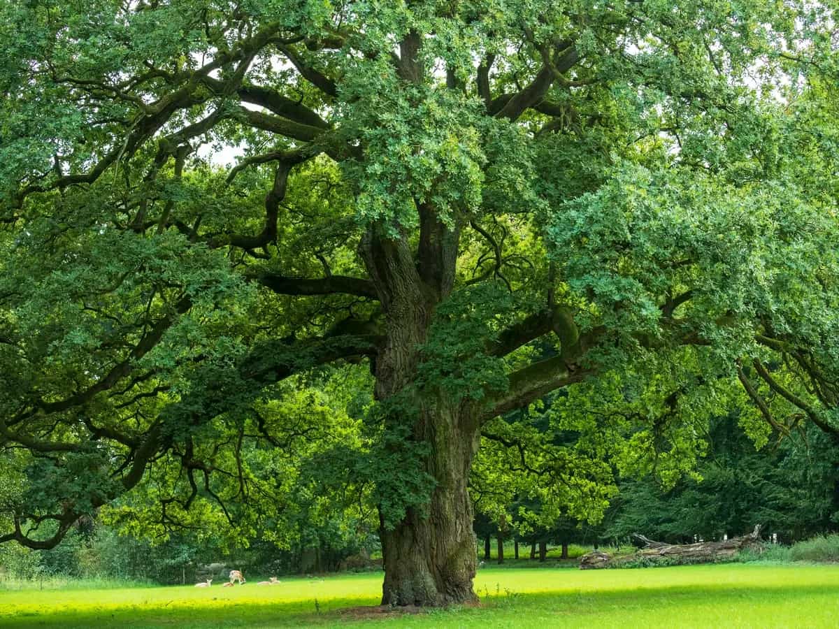 In Lombardia un progetto per tutelare la quercia