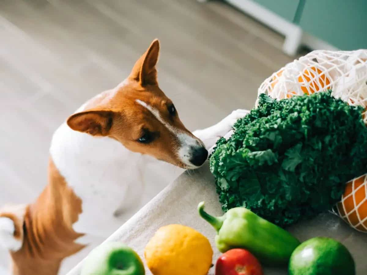 Quali verdure possono mangiare i cani?