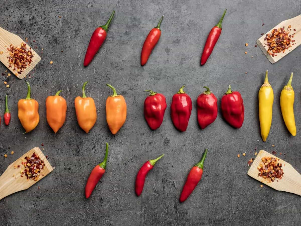 Scala Scoville, come si misura la piccantezza di un peperoncino