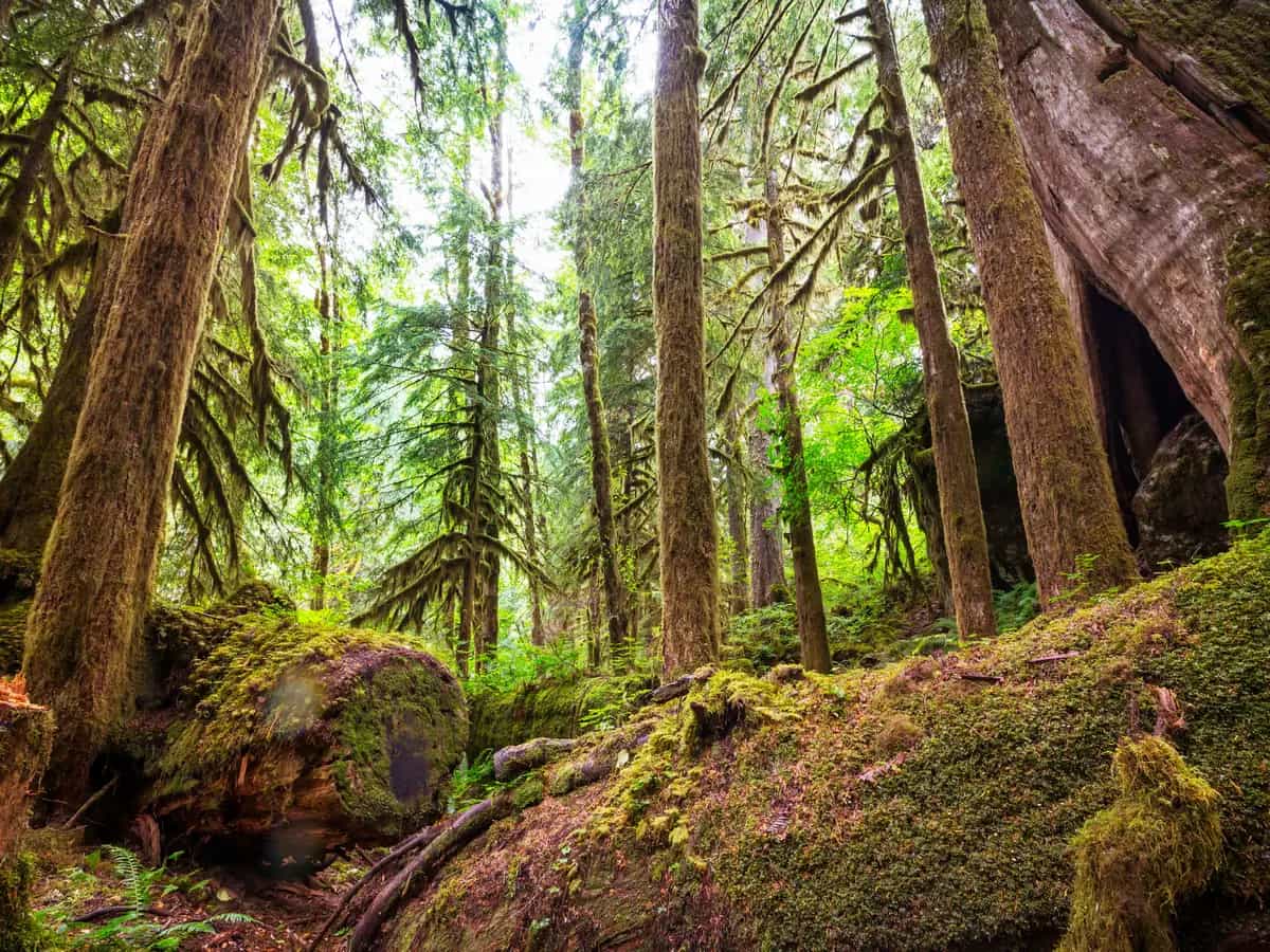 Come le foreste in Nord America proteggono le lucertole