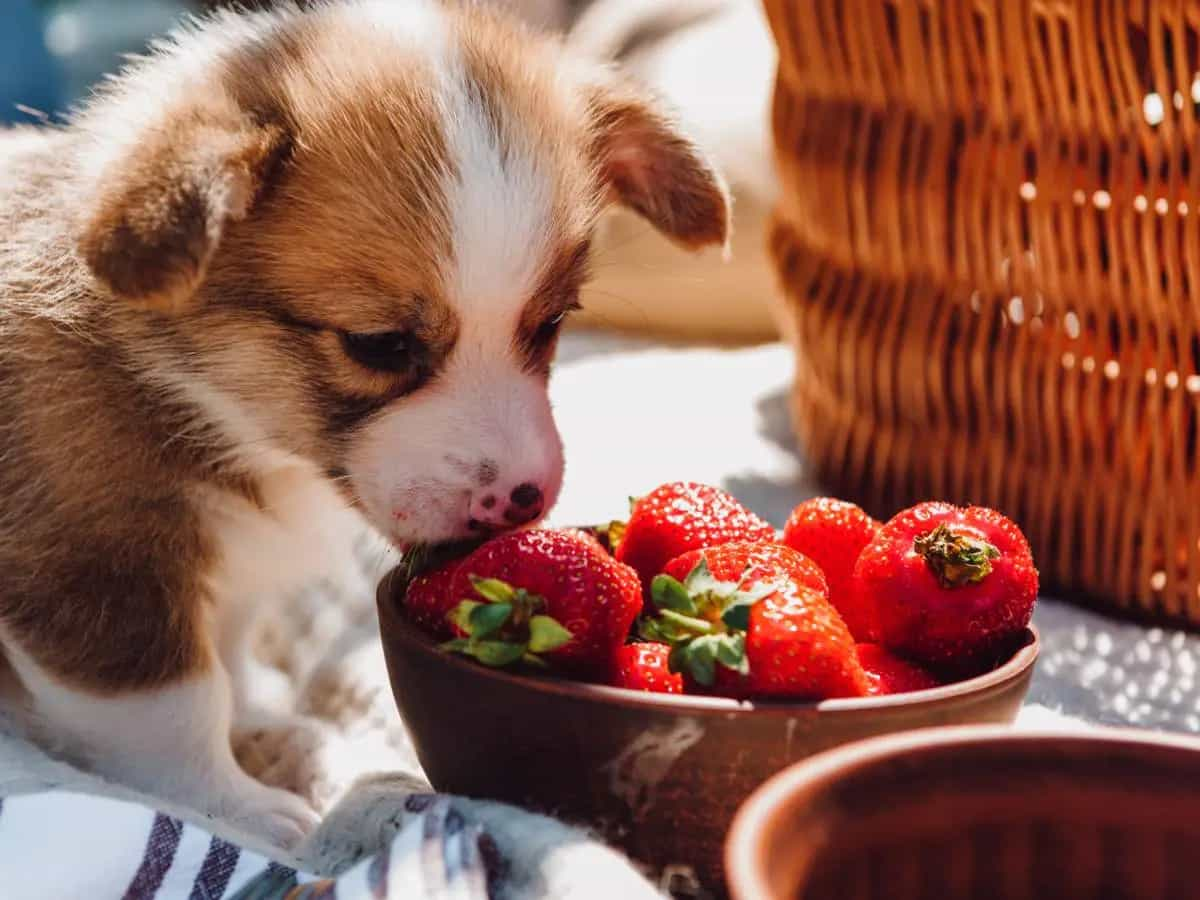 I cani possono mangiare le fragole?