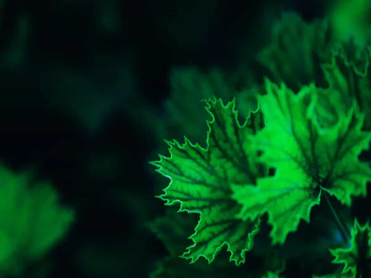 Piante luminescenti: sembrano uscite da un film di fantascienza ma esistono