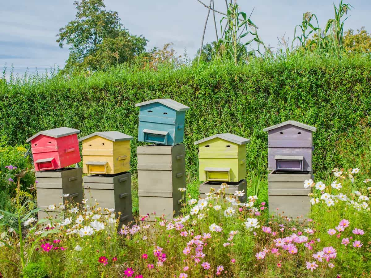 Si può tenere un'arnia in giardino?