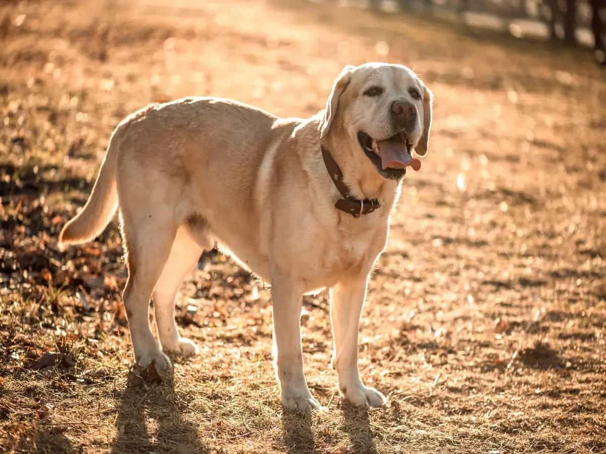 Perché è importante che il labrador faccia esercizio