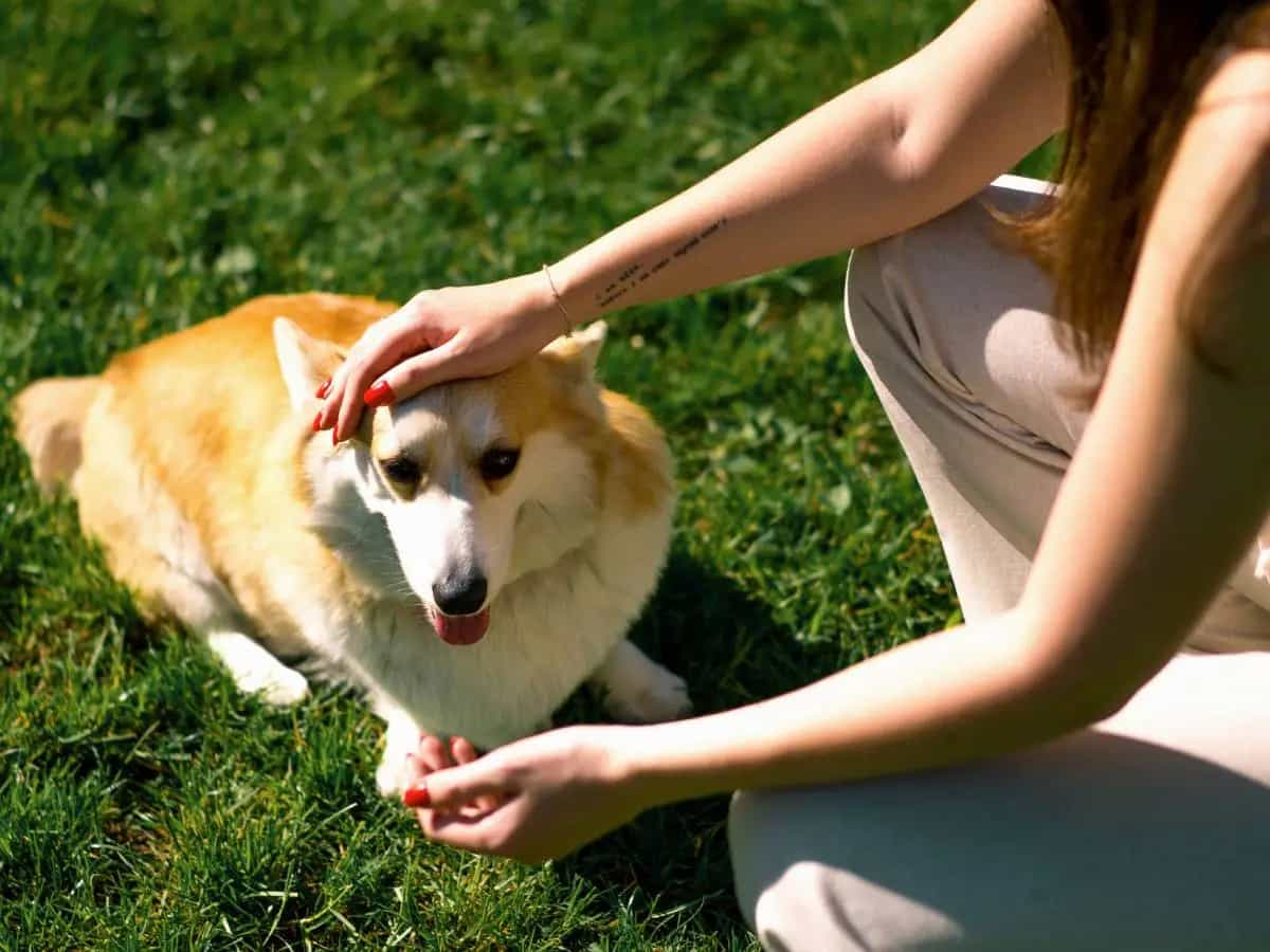 Come capire se il cane ha le pulci