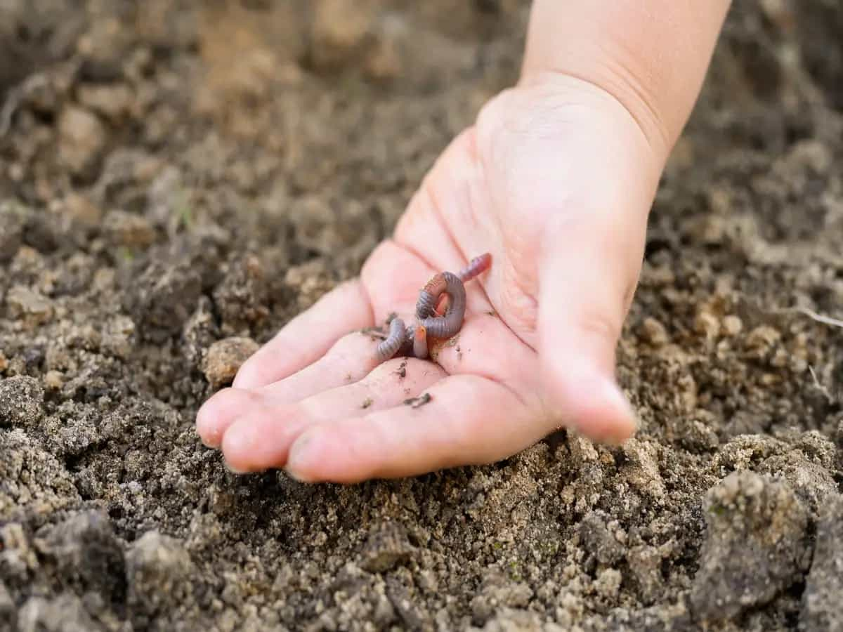 Lombrico, perché è importante per il suolo