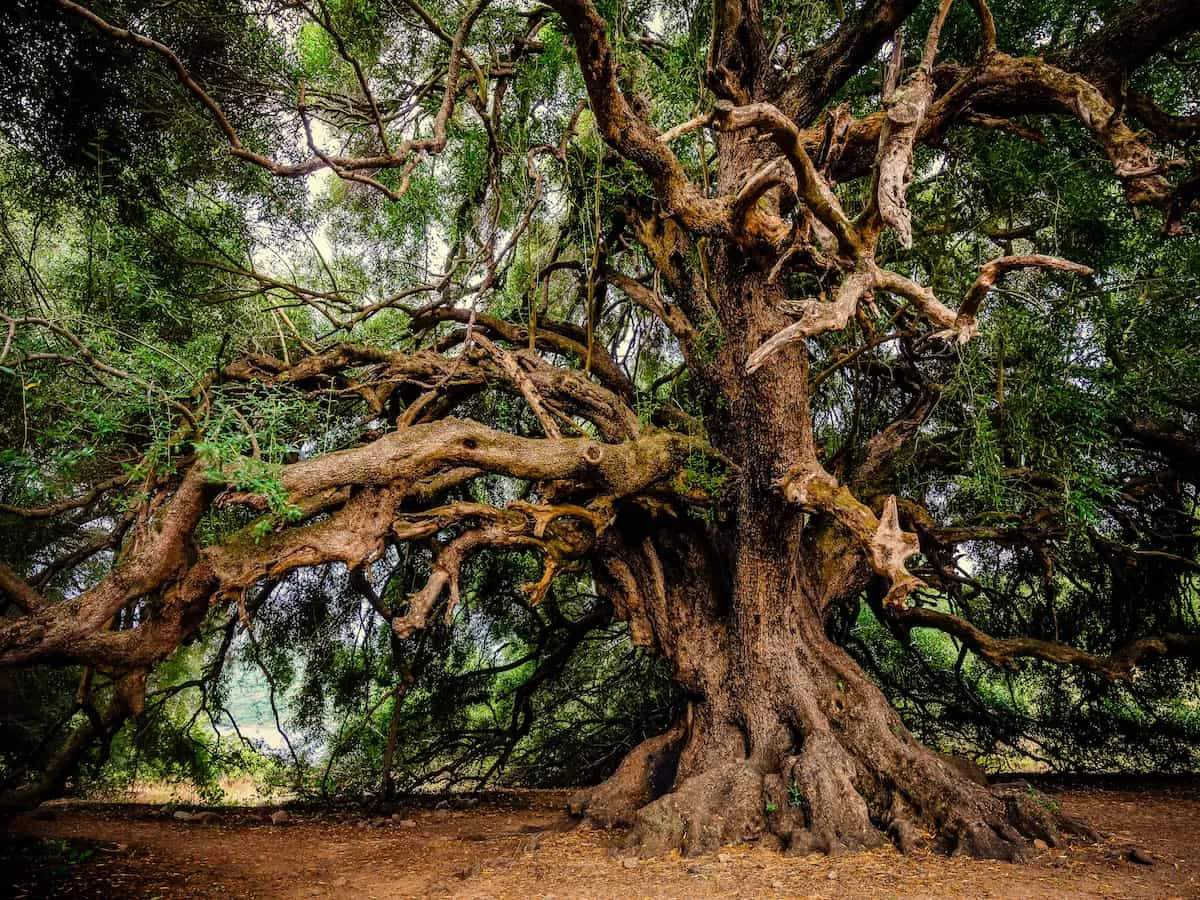 Quali sono gli alberi monumentali in Italia?