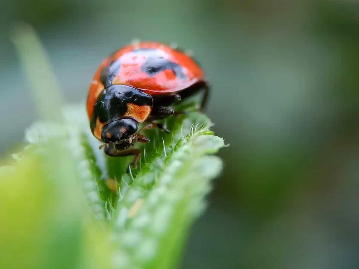 Cos'è la lotta biologica nell'orto?