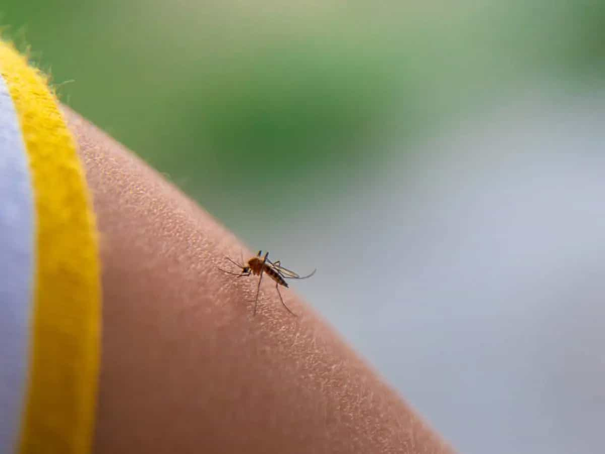 Febbre Dengue, sintomi e cause della malattia