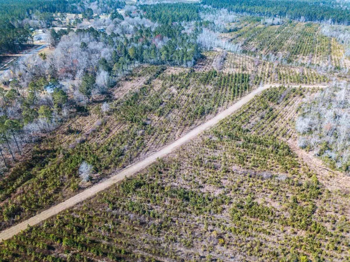 Strade fantasma, enormi pericoli per le foreste