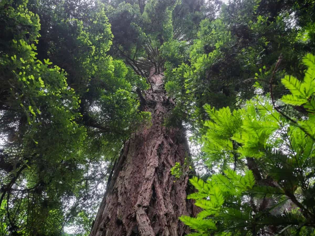 Alberi monumentali: dove sono i più belli d’Italia