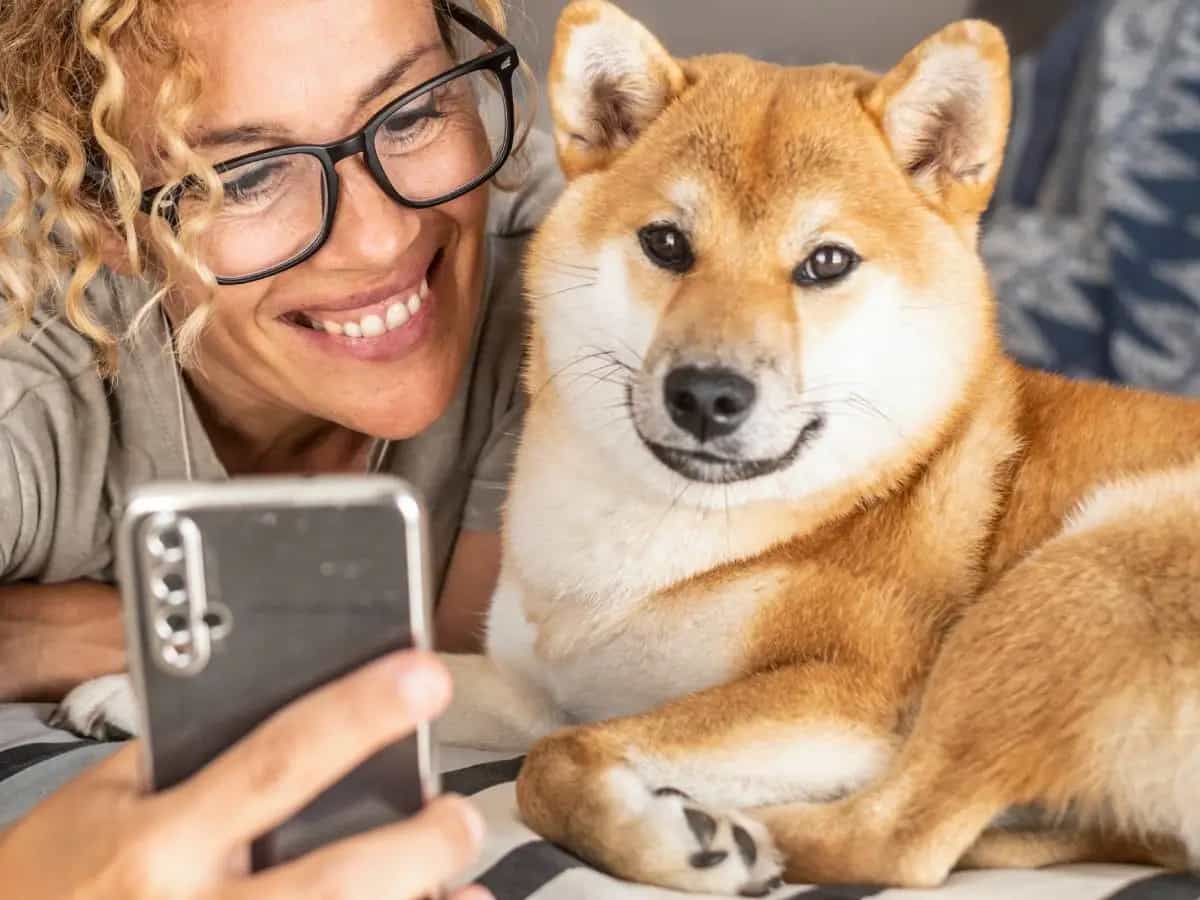 Cani, grazie alle loro capacità possono imparare anche dai video