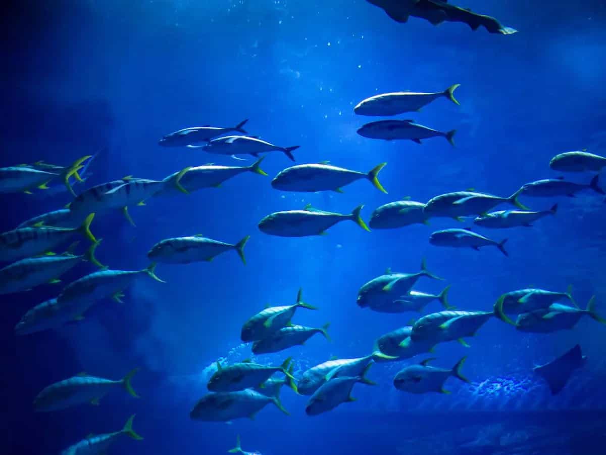 Pesci migratori d'acqua dolce, allarmante declino dell'80 per cento