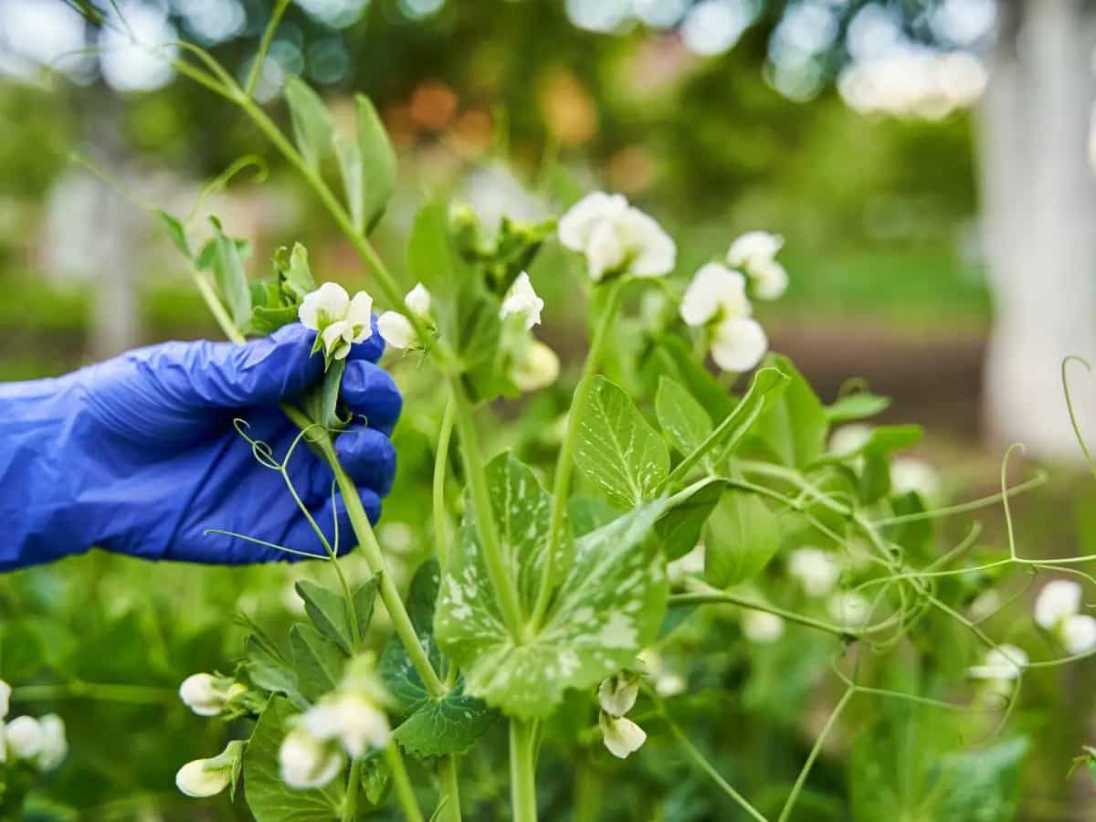 Specie aliene, la loro diffusione è troppo veloce