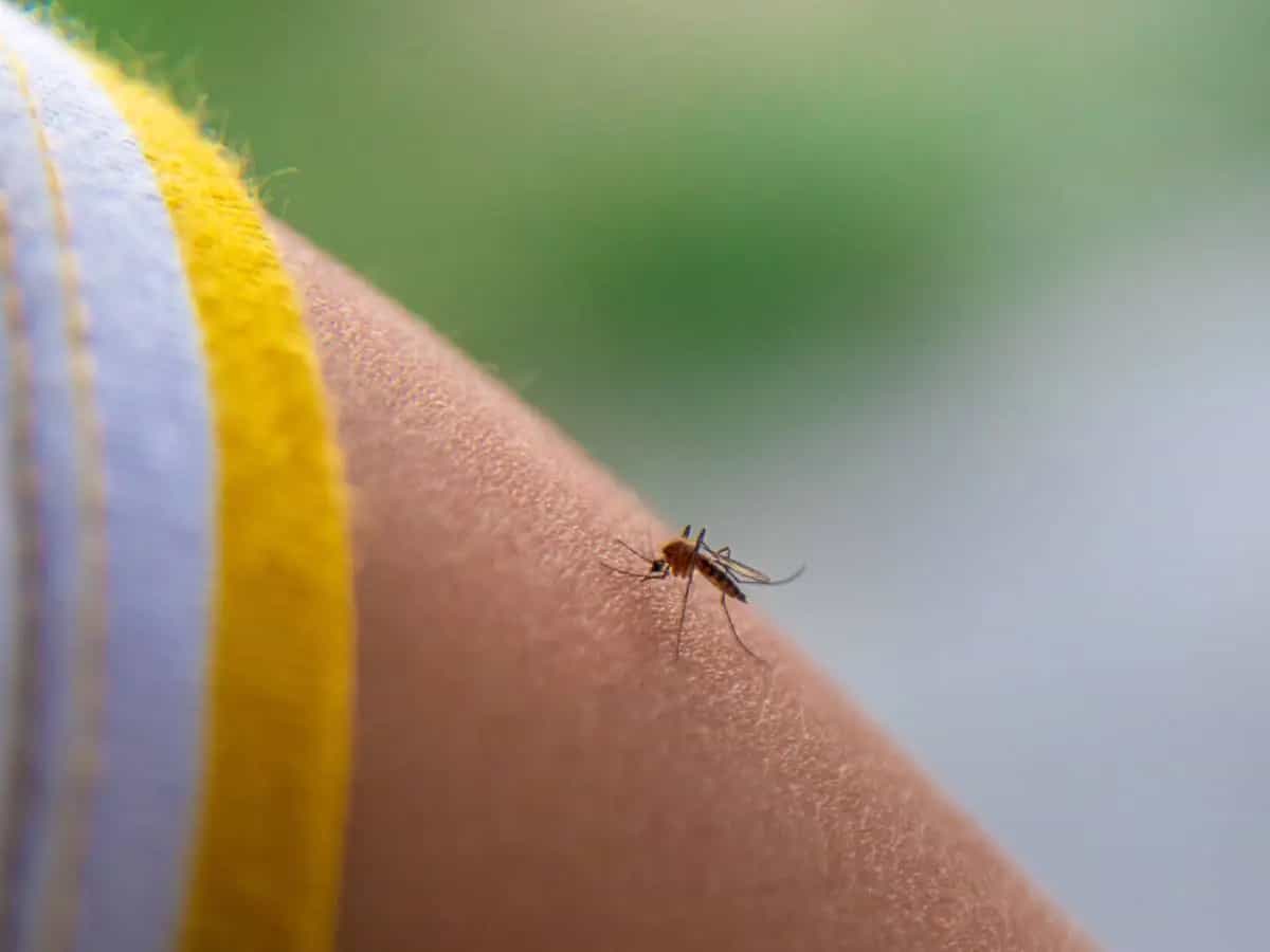 Punture di zanzare, ecco come vengono scelte le vittime