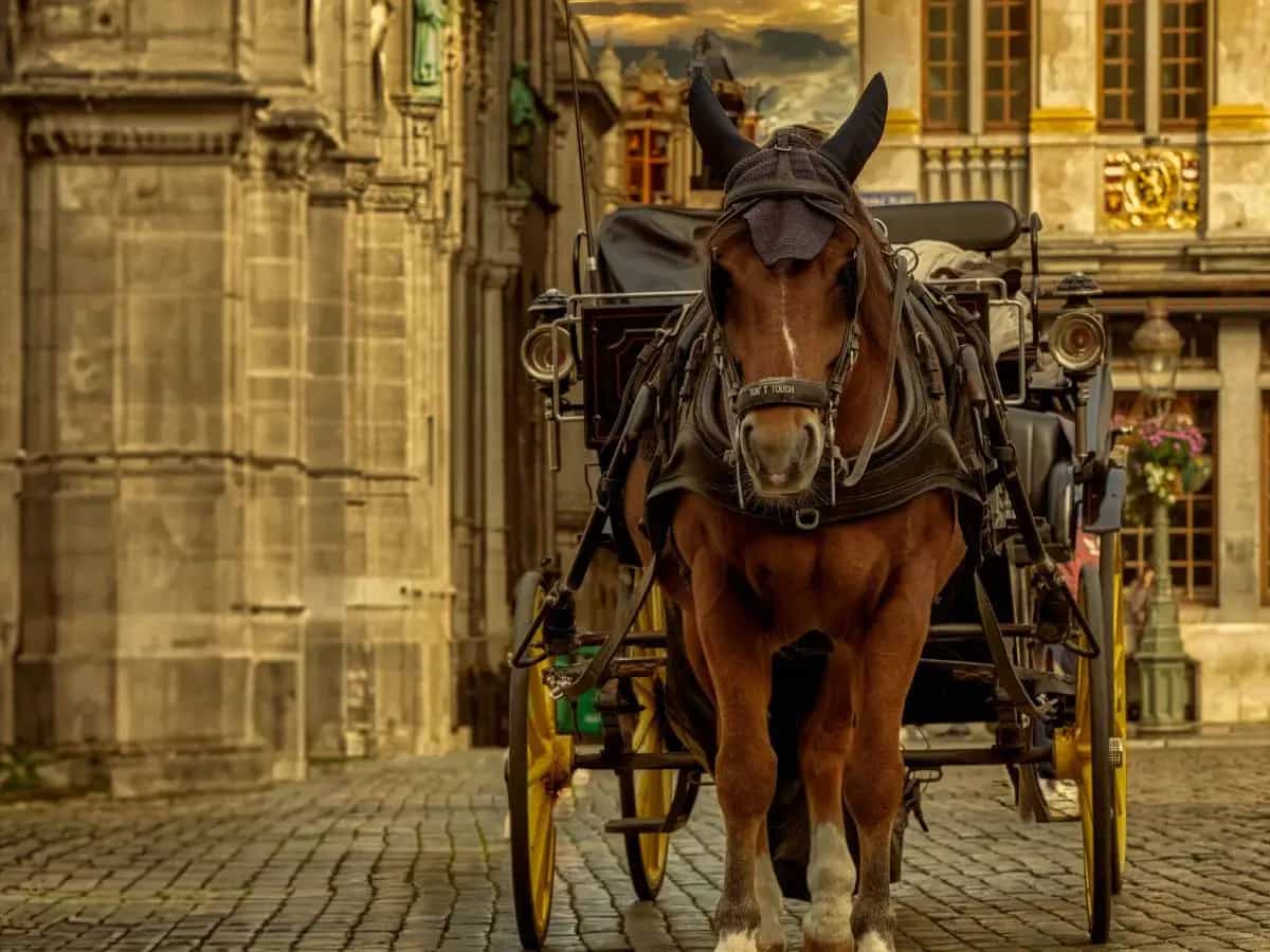 Stop allo sfruttamento dei cavalli, Bruxelles passa alle carrozze elettriche