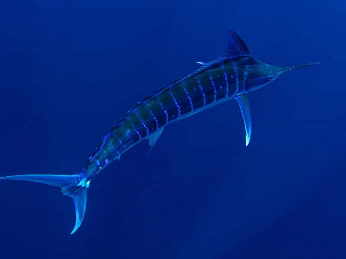 Il pesce spada è pericoloso per l’uomo