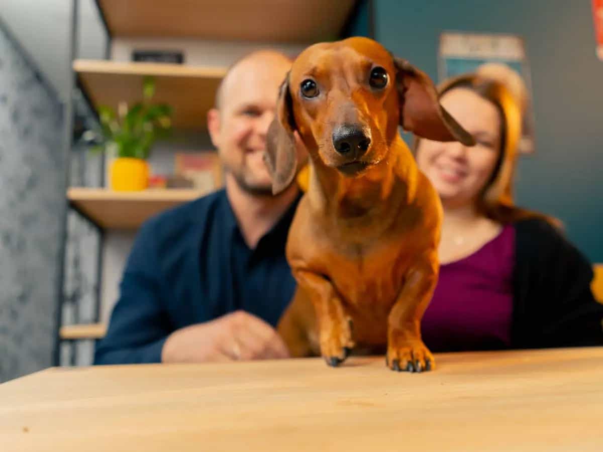 Il cane può mangiare la pera