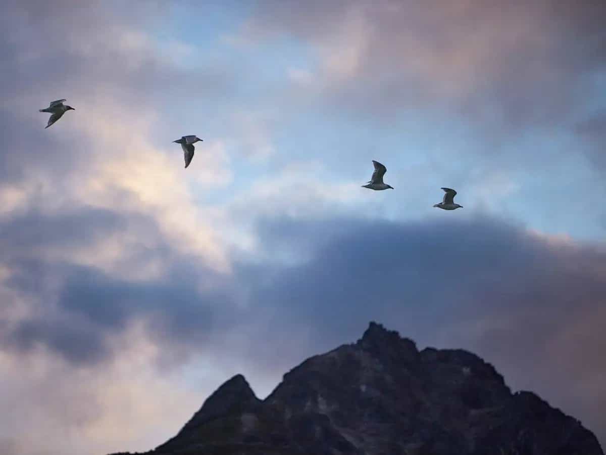 Estinzione uccelli, prima specie scomparsa da 3 continenti per colpa dell’uomo