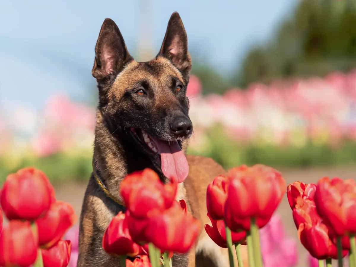 Primavera, quali sono le piante pericolose per i cani