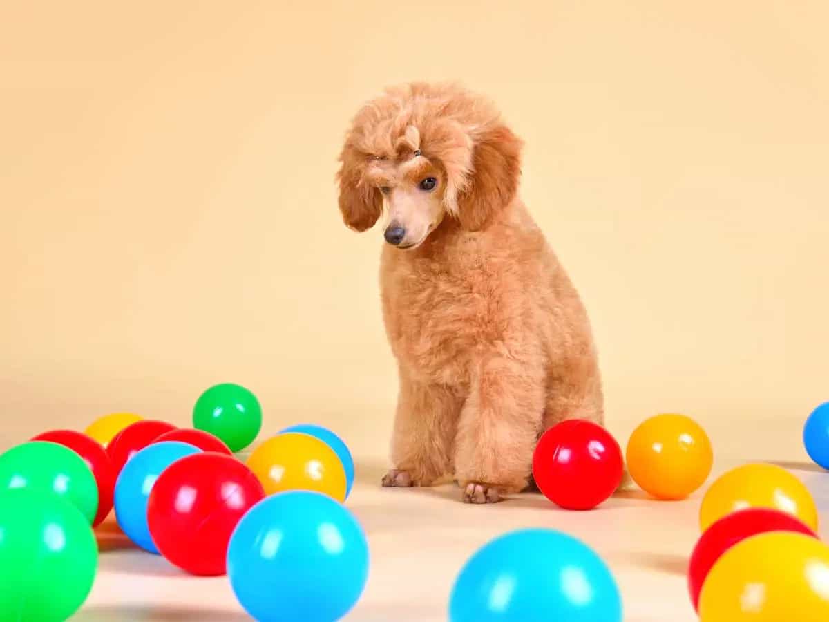 Cani, come vedono i colori