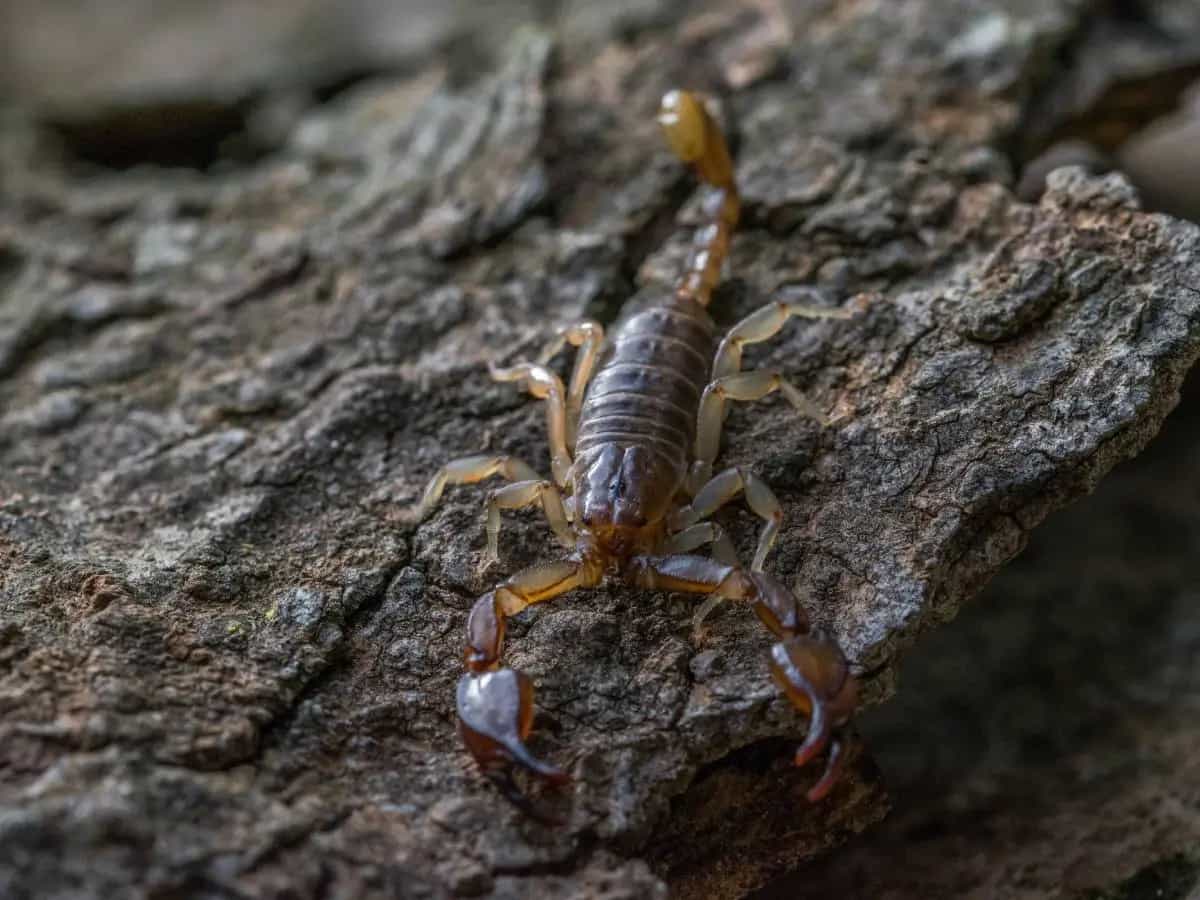 Quanto sono pericolosi gli scorpioni in Italia