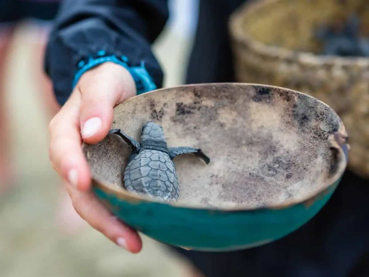 Tartarughe d’acqua dolce in casa, cosa c’è da sapere