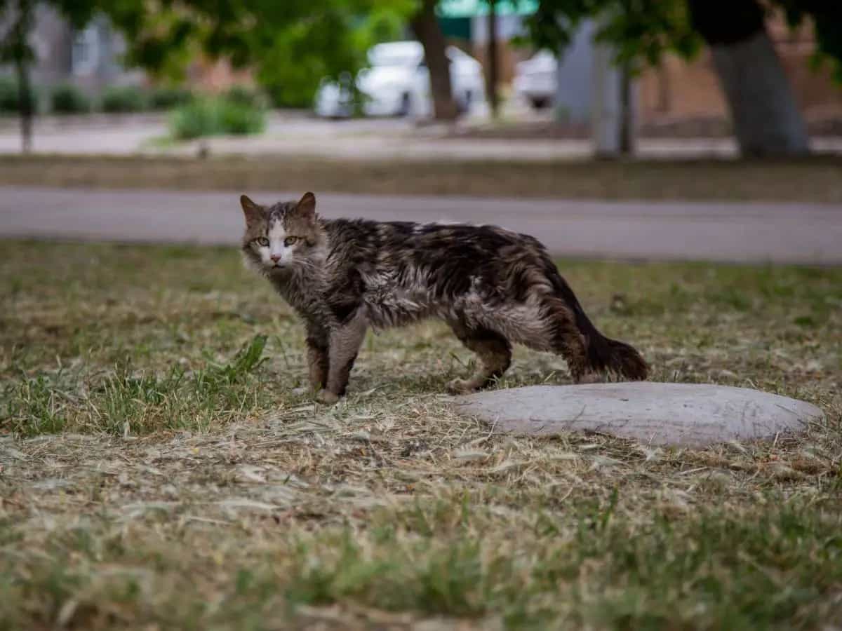 Gatto randagio, cosa fare in caso di incontro