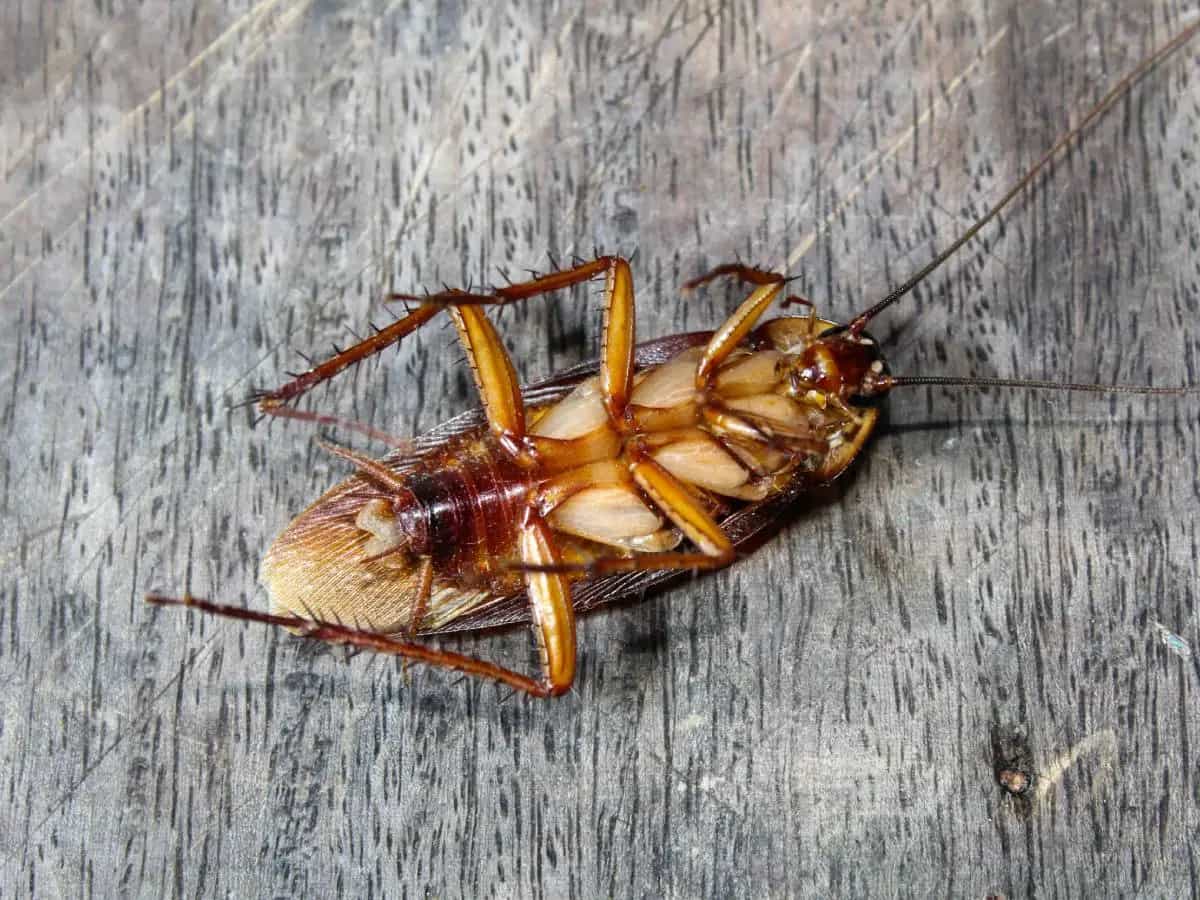 Cosa sono le blatte volanti e quanto sono pericolose