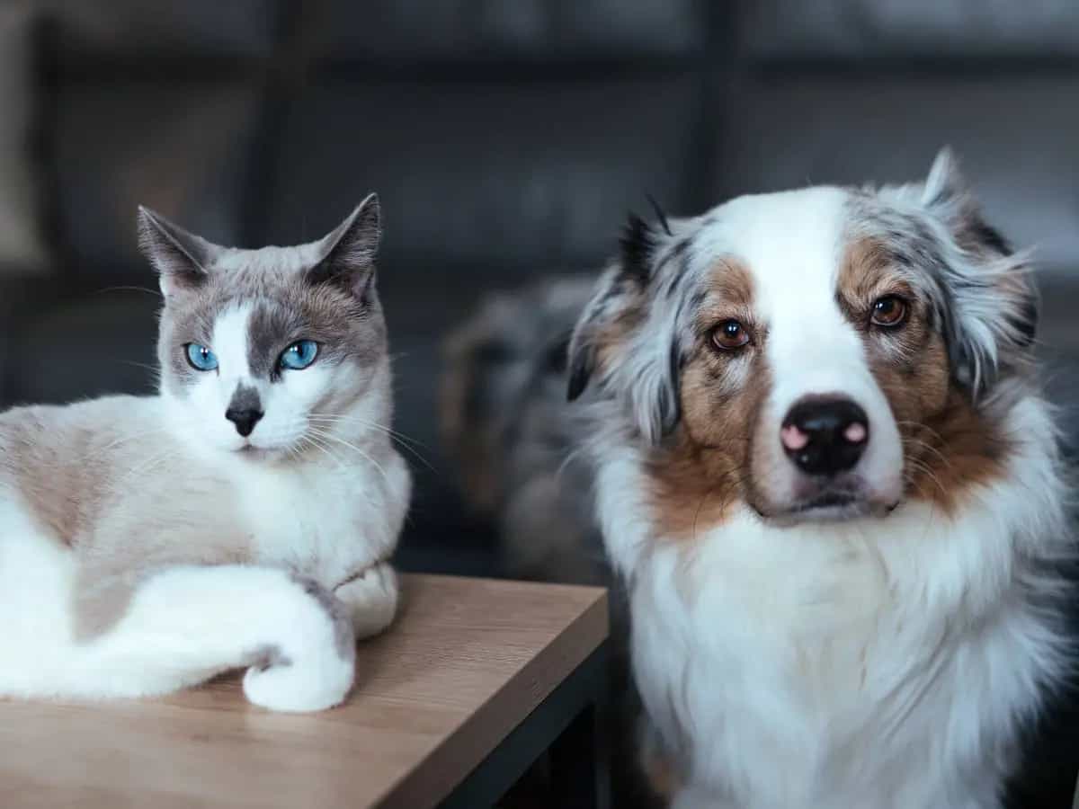 Benessere di cani e gatti, cosa prevede la nuova legge europea