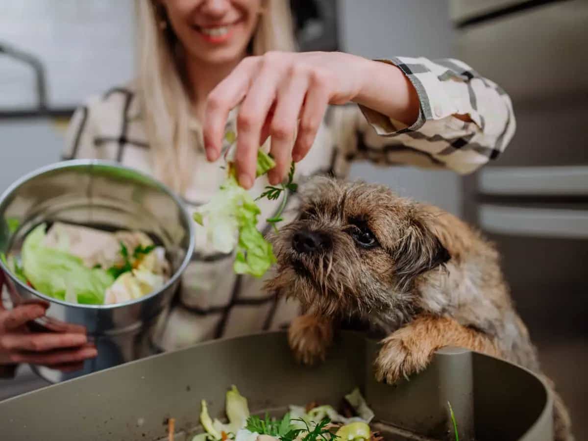 I cani possono mangiare le zucchine